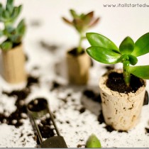 succulent-wine-cork-planter