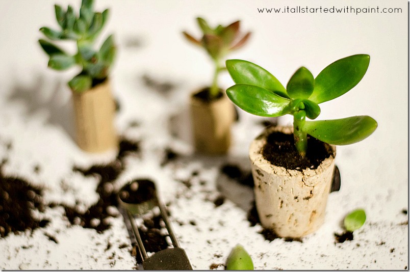 wine-cork-as-magnet-planter step 6