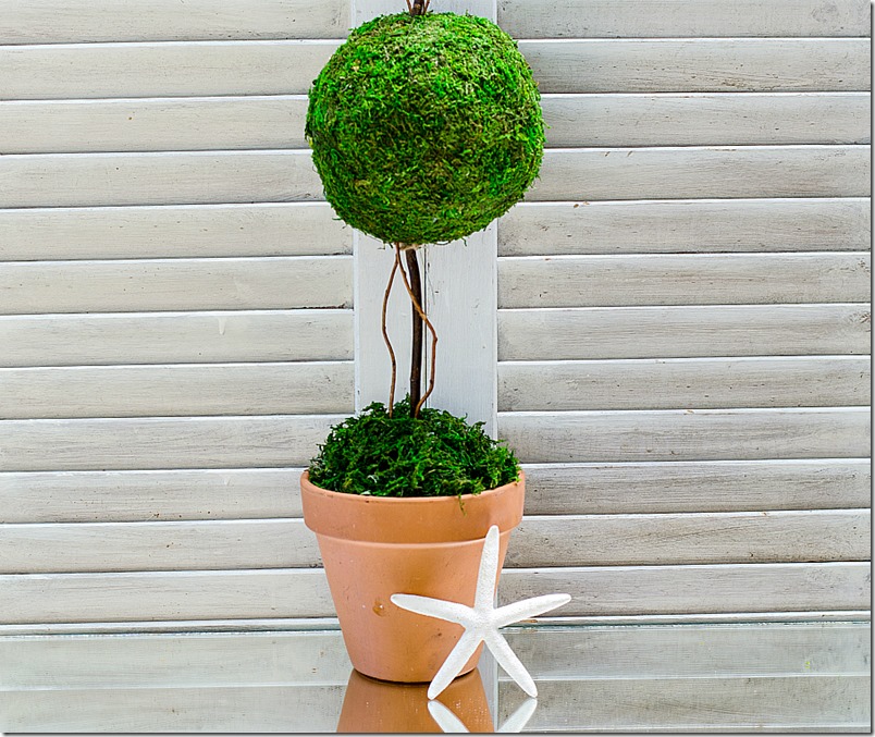 how-to-make-a-topiary-2