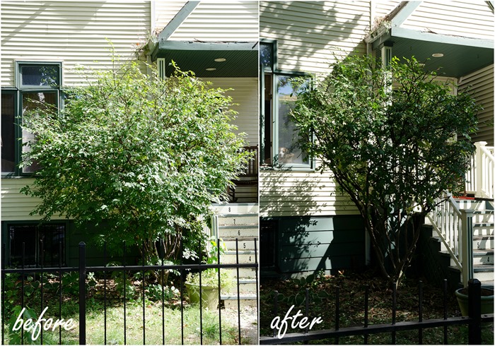 tree-pruning-before-and-after