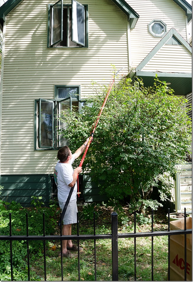 tree-pruning-hedge-trimming-10