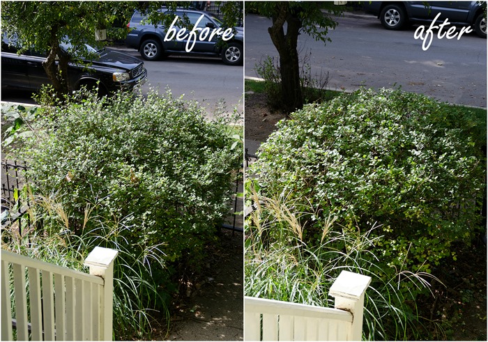 tree-pruning-hedge-trimming-before-after-lilac bush