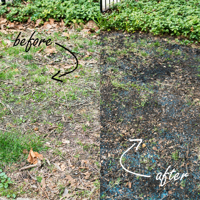 Growing grass from seed deals