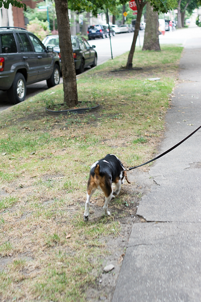 ernie-the-beagle (1 of 16)