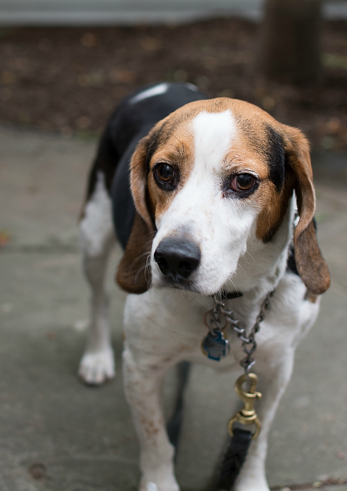 ernie-the-beagle (12 of 16)