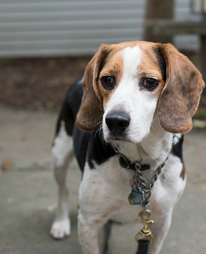 ernie-the-beagle (14 of 16)