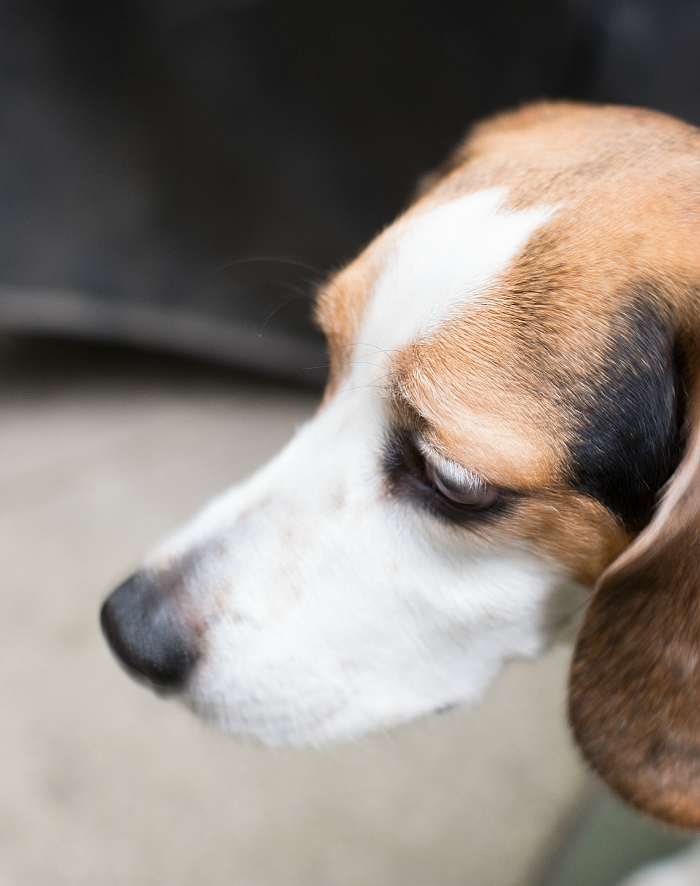ernie-the-beagle (15 of 16)