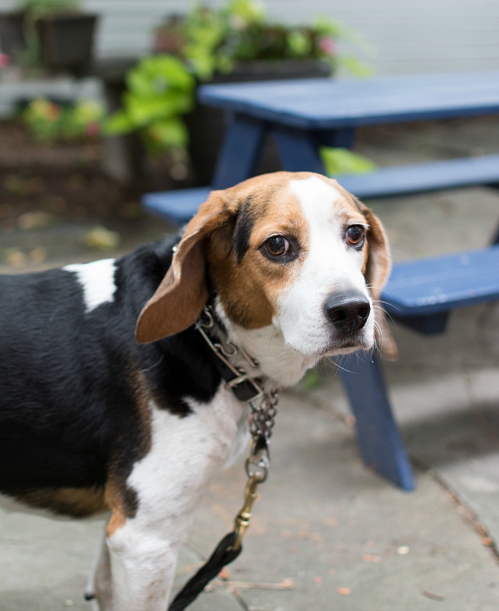 ernie-the-beagle (16 of 16)