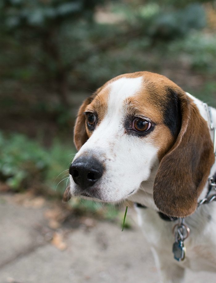 ernie-the-beagle (6 of 16)