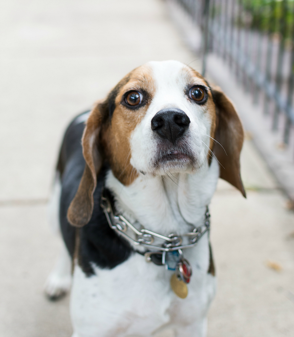 Iams Dog Food - Beagle Dog Picture