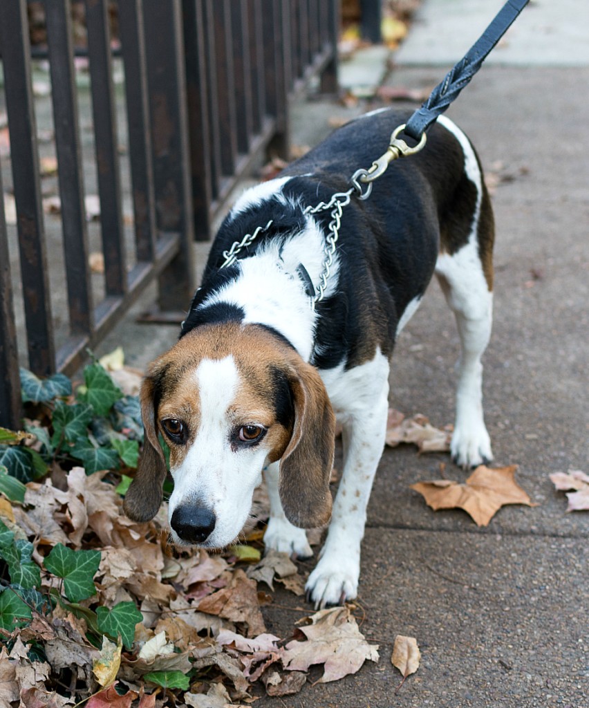 Beagle Tri-Colored from Shelter