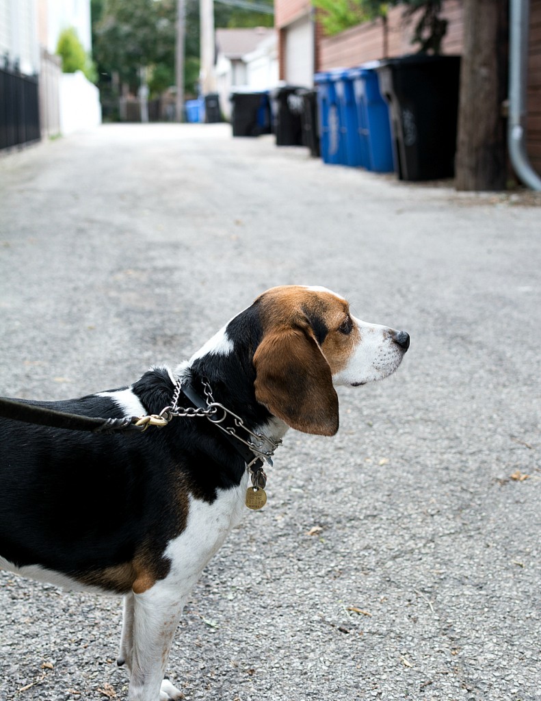 Beagle in Chicago