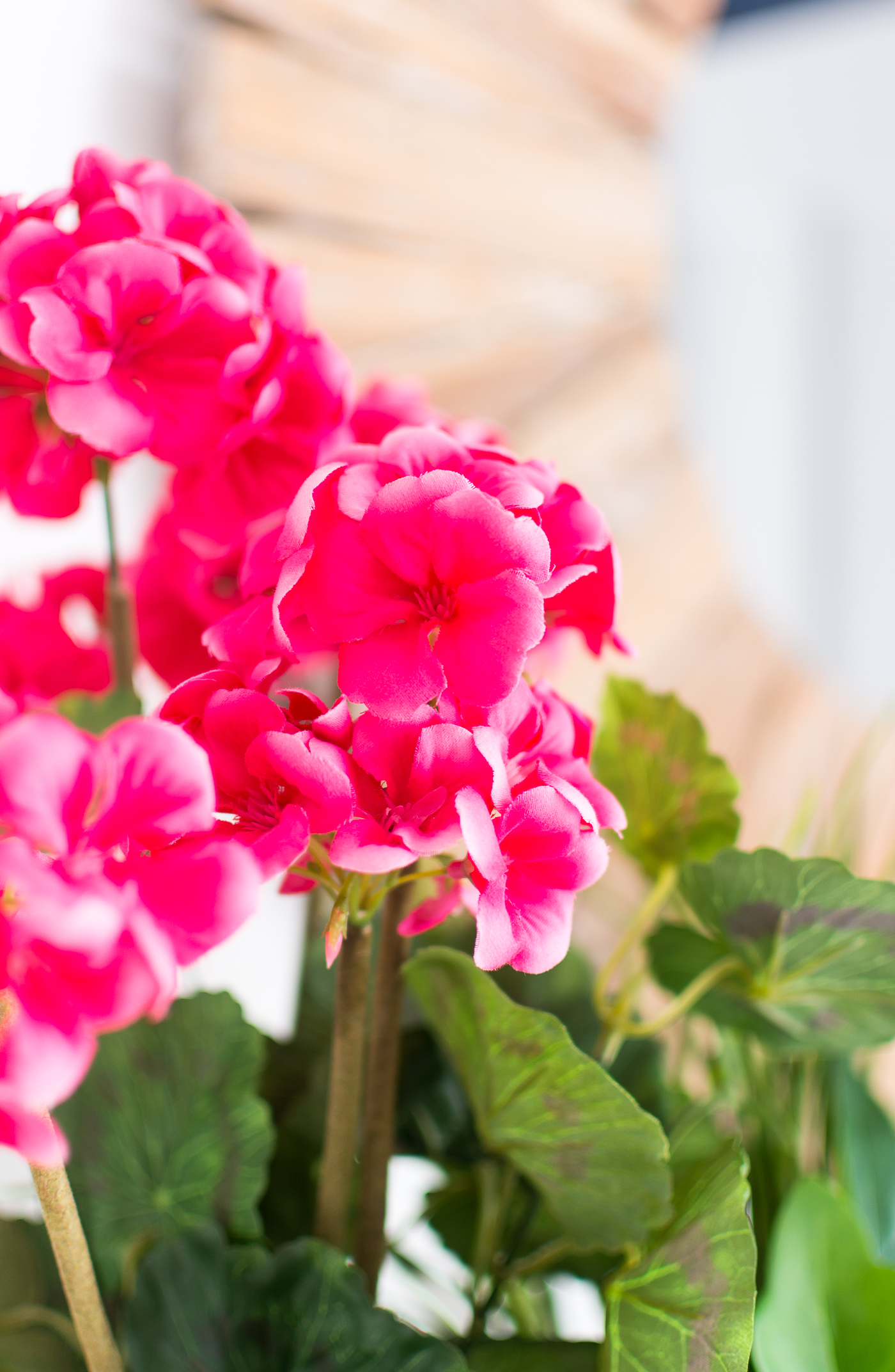 Silk Geraniums