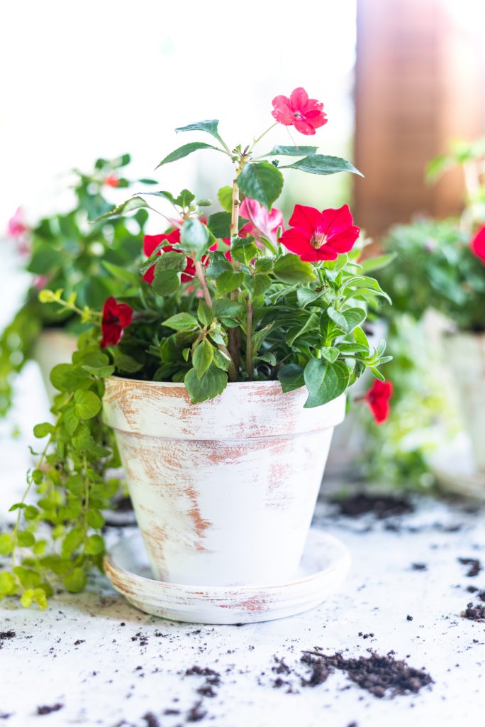 Easy distressed terracotta flower pots - age flower pots with chalk paint and sandpaper