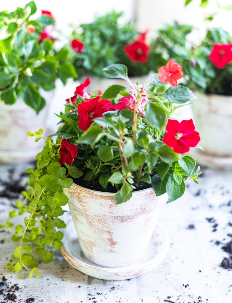 How to age flower pots with chalk paint