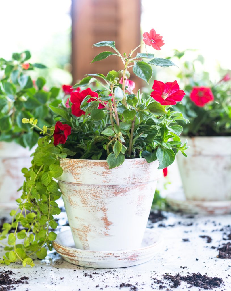 Easy distressed terracotta pots - how to age flower paints with paint and sandpaper