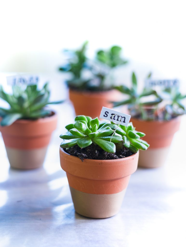 Succulent Place Card Holders - Gold Dipped Terracotta Pots